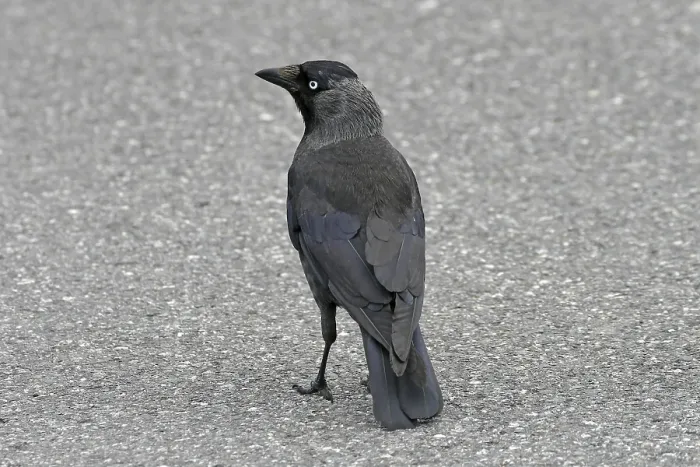 Framed Print : Jackdaw Print - Corvus monedula Framed Print : Jackdaw Print - Corvus monedula