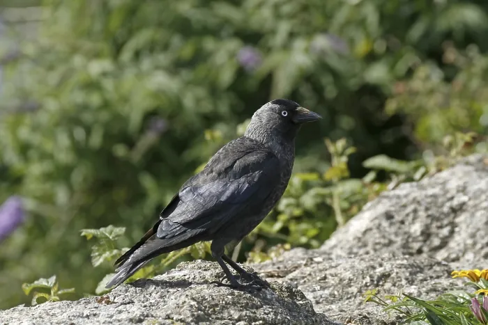 Framed Print : Jackdaw Print - Corvus monedula Framed Print : Jackdaw Print - Corvus monedula