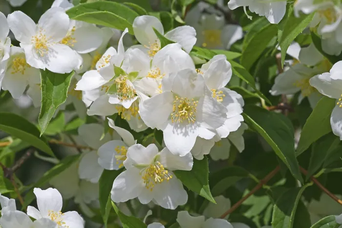 Framed Print : Jasmin Print by imageBROKER