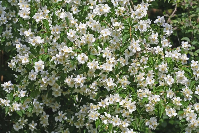 Framed Print : Jasmin Print by imageBROKER Framed Print : Jasmin Print by imageBROKER