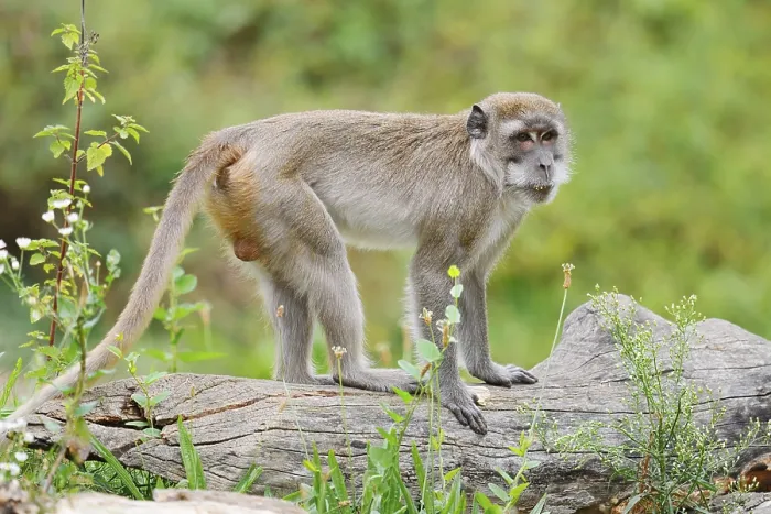 Framed Print : Javanese Monkey Print - Southeast Asian Primate Framed Print : Javanese Monkey Print - Southeast Asian Primate