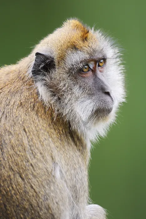 Framed Print : Javanese Monkey Print, Captive Portrait