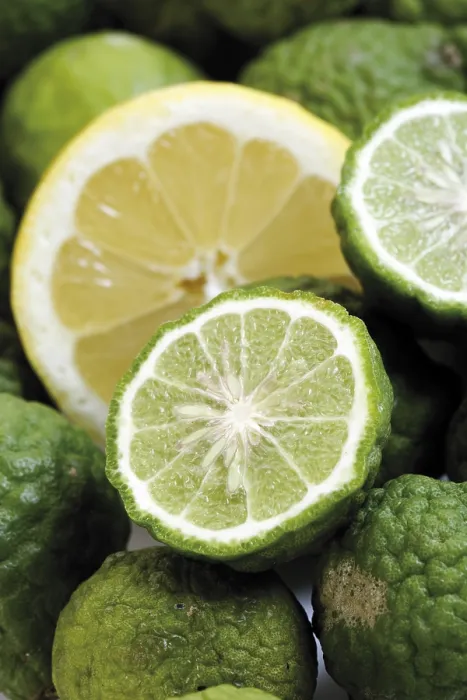 Framed Print : Kaffir Lime and Lemon Print Framed Print : Kaffir Lime and Lemon Print