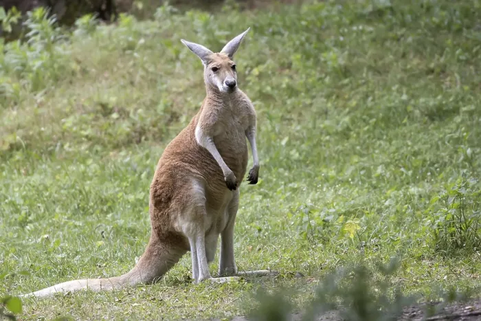 Framed Print : Wildlife Print: Kangaroo in a Clearing Framed Print : Wildlife Print: Kangaroo in a Clearing