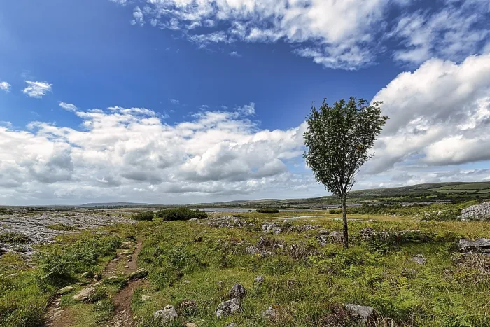 Framed Print : Karst Landscape Print with Single Tree, Burren National Park, Ireland Framed Print : Karst Landscape Print with Single Tree, Burren National Park, Ireland