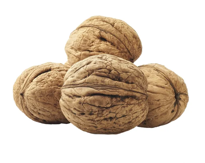 Framed Print : Kernel Walnuts Print on White Background Framed Print : Kernel Walnuts Print on White Background