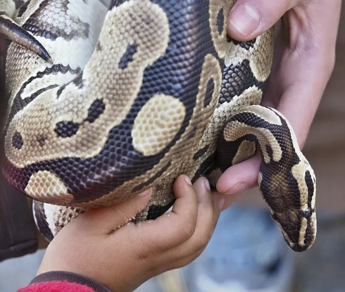 Framed Print : Kid and zookeeper holding a python snake Print Framed Print : Kid and zookeeper holding a python snake Print