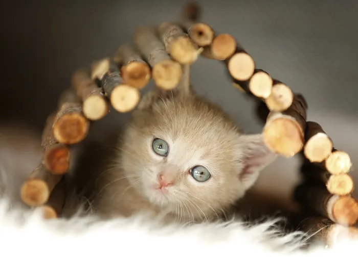 Framed Print : 6 Week Old Kittens Playing Print