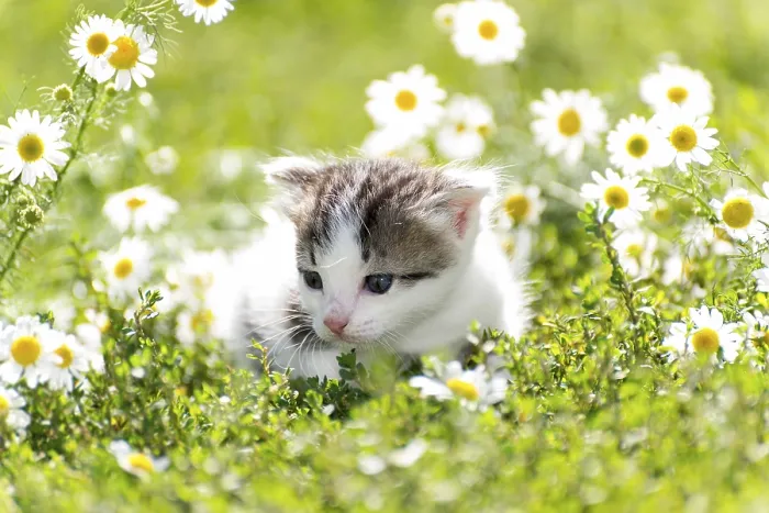 Framed Print : Daisies Field Background Print with Kitty Framed Print : Daisies Field Background Print with Kitty