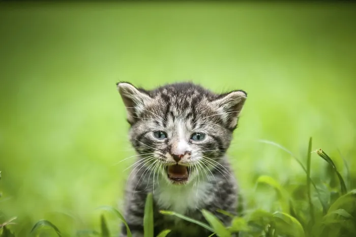 Framed Print : Kitty in Grass Print Framed Print : Kitty in Grass Print