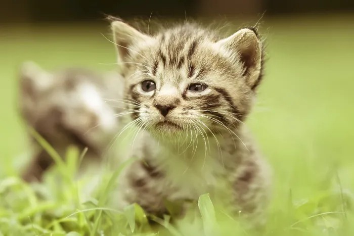 Framed Print : Print of Kitty in Grass Framed Print : Print of Kitty in Grass
