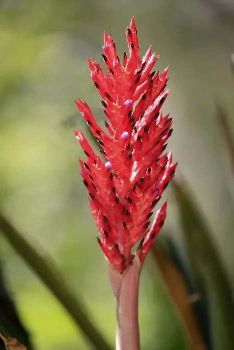 Framed Print : Lance Bromeliad Print - Aechmea distichantha in Bloom Framed Print : Lance Bromeliad Print - Aechmea distichantha in Bloom
