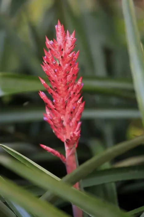 Framed Print : Lance Bromeliad Print - Aechmea distichantha in Bloom Framed Print : Lance Bromeliad Print - Aechmea distichantha in Bloom