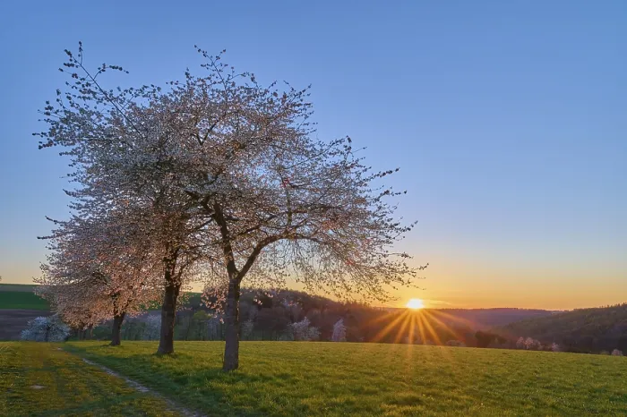 Framed Print : Bavaria Landscape Print: Cherry Blossoms at Sunset Framed Print : Bavaria Landscape Print: Cherry Blossoms at Sunset