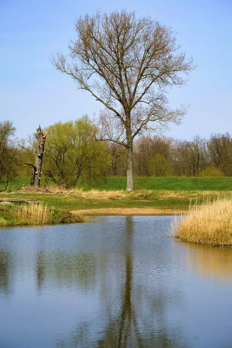Framed Print : Landscape Print on the River Oder in Spring, Germany Framed Print : Landscape Print on the River Oder in Spring, Germany