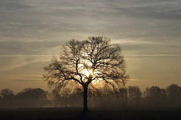 Framed Print : Rising Sun Through Oak Tree Print Framed Print : Rising Sun Through Oak Tree Print