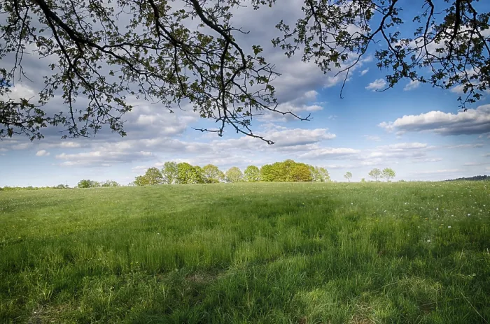 Framed Print : Landscape with Trees in Spring Print Framed Print : Landscape with Trees in Spring Print