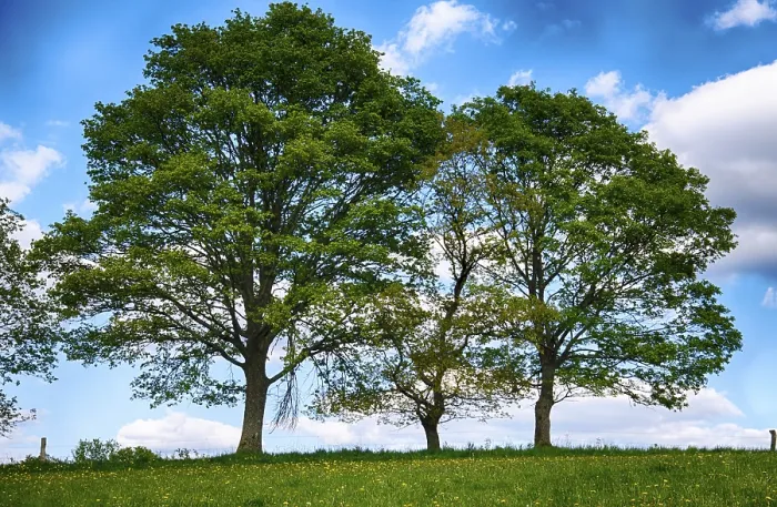 Framed Print : Landscape with Trees in Spring Print