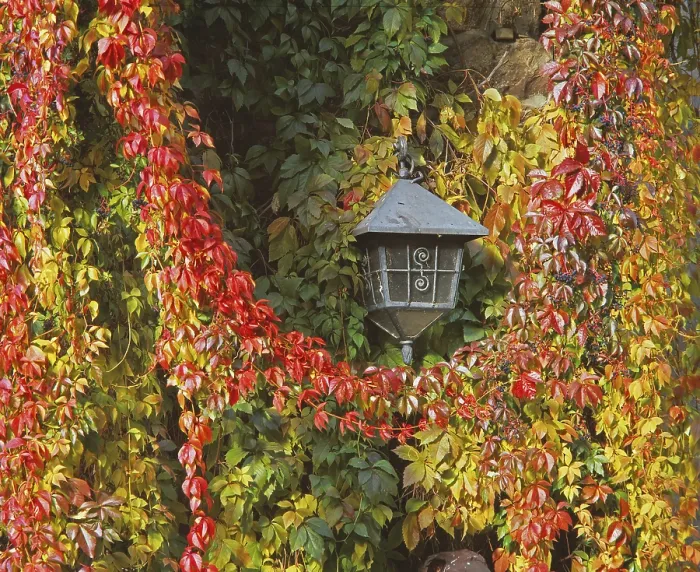 Framed Print : Autumn Lantern Print