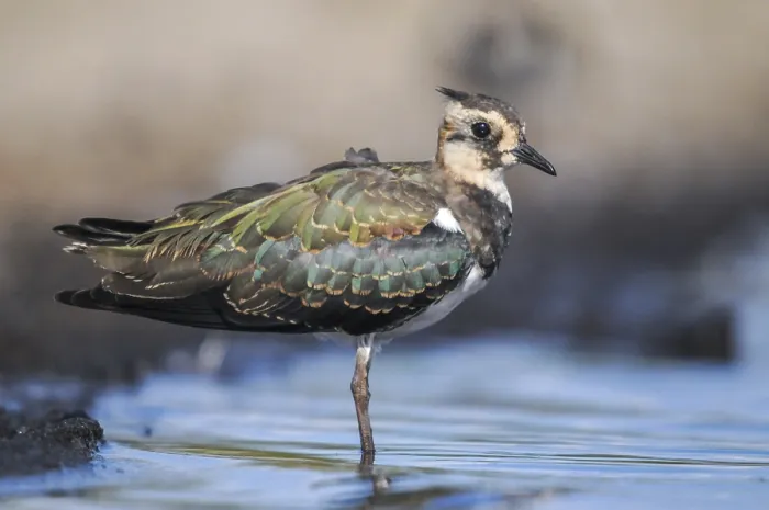 Framed Print : Lapwing Print - Vanellus Vanellus, Bath