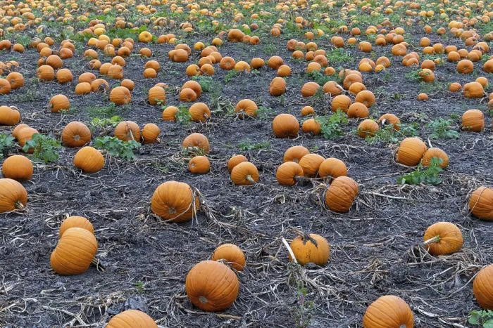 Framed Print : Large Field with Many Pumpkins Print Framed Print : Large Field with Many Pumpkins Print