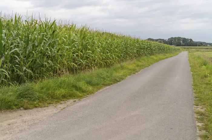 Framed Print : Large Maize Field Print at the Roadside Framed Print : Large Maize Field Print at the Roadside