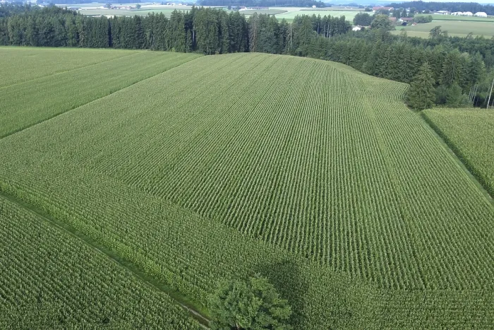 Framed Print : Large Maize Fields Print, Chiemgau Region, Germany Framed Print : Large Maize Fields Print, Chiemgau Region, Germany