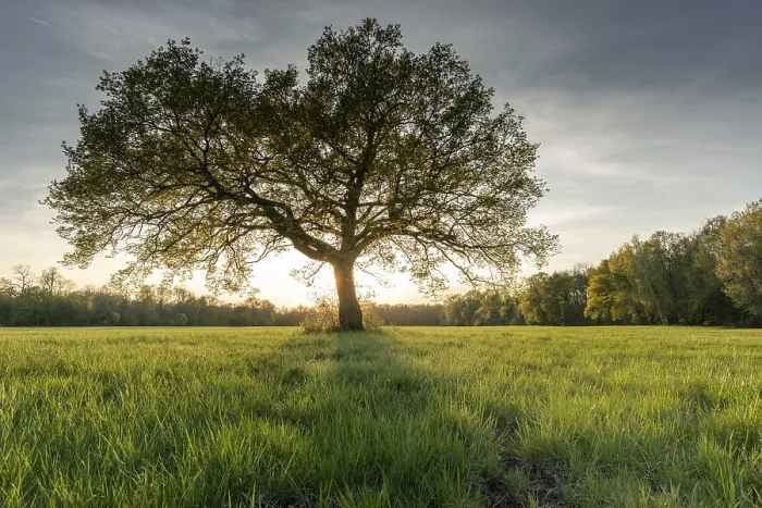 Framed Print : Large Oak Tree Print at Sunset in Spring Framed Print : Large Oak Tree Print at Sunset in Spring
