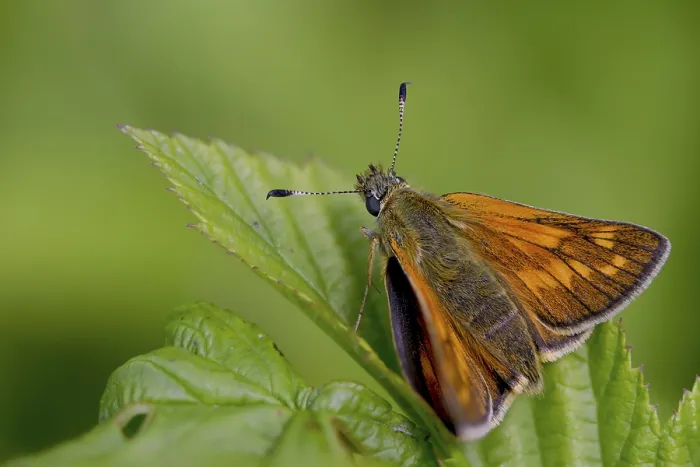 Framed Print : Large Skipper Butterfly Print Framed Print : Large Skipper Butterfly Print