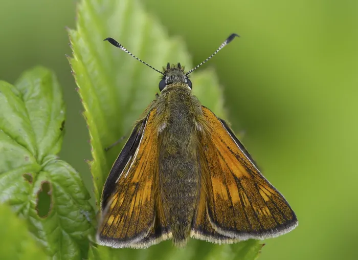 Framed Print : Large Skipper Butterfly Print Framed Print : Large Skipper Butterfly Print