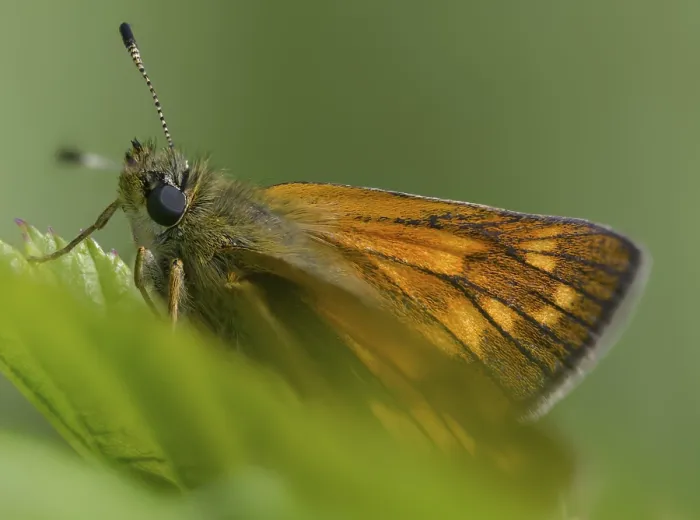 Framed Print : Large Skipper Butterfly Print Framed Print : Large Skipper Butterfly Print