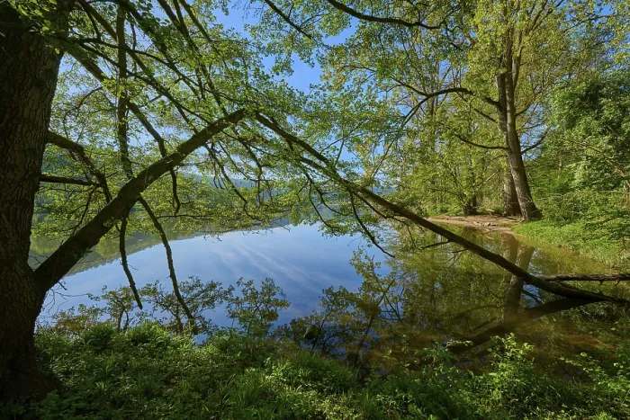 Framed Print : Large Trees Lean Across a Clear River Print, Germany Framed Print : Large Trees Lean Across a Clear River Print, Germany