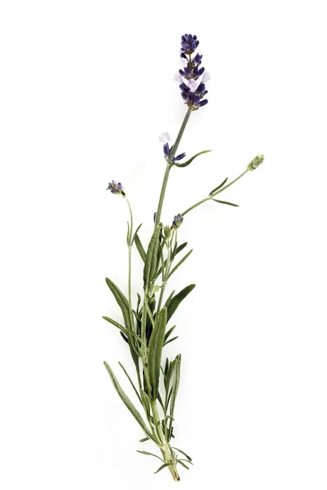 Framed Print : Lavender Field Print Framed Print : Lavender Field Print