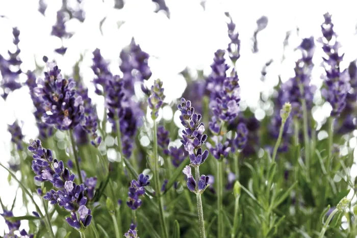 Framed Print : Lavender Field Print Framed Print : Lavender Field Print