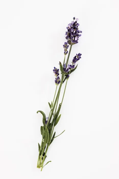 Framed Print : Lavender Branch Print Framed Print : Lavender Branch Print