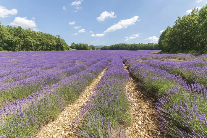Framed Print : Lavender Fields in Bloom Print - Provence, France Framed Print : Lavender Fields in Bloom Print - Provence, France