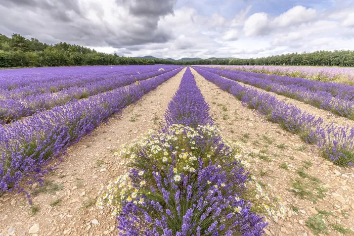 Framed Print : Lavender Fields in Bloom Print - Provence, Pays de Sault Framed Print : Lavender Fields in Bloom Print - Provence, Pays de Sault