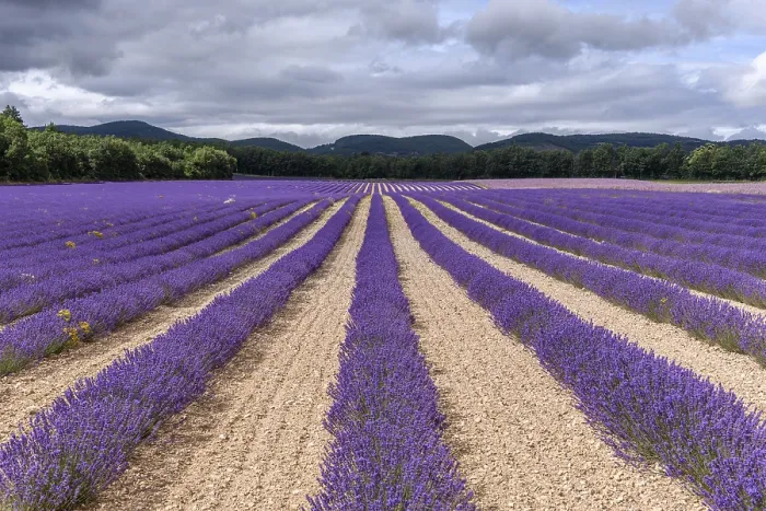 Framed Print : Lavender Fields in Bloom Print - Provence, Pays de Sault Framed Print : Lavender Fields in Bloom Print - Provence, Pays de Sault