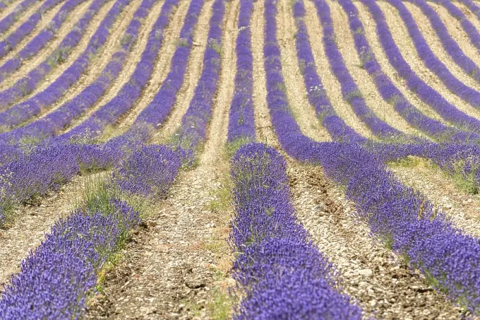 Framed Print : Lavender Fields in Bloom Print