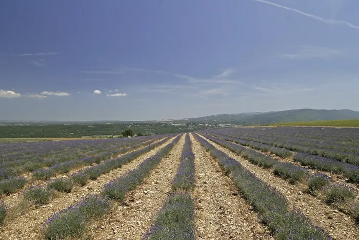 Framed Print : Lavender Fields Print at Mont Ventoux Framed Print : Lavender Fields Print at Mont Ventoux
