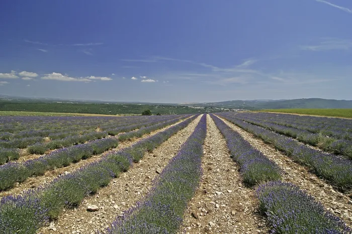 Framed Print : Lavender Fields at Mont Ventoux Print Framed Print : Lavender Fields at Mont Ventoux Print