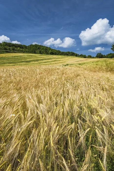 Framed Print : Lazy Summer Day Wheat Field Print Framed Print : Lazy Summer Day Wheat Field Print