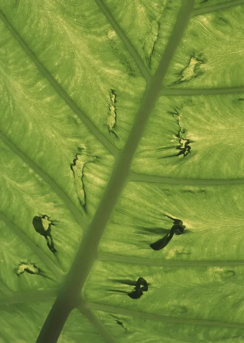 Framed Print : Leaf Print, Close-up of a Single Leaf Framed Print : Leaf Print, Close-up of a Single Leaf