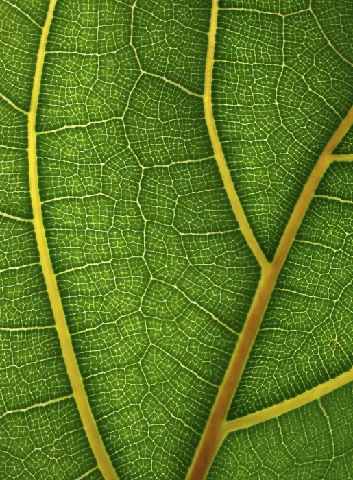 Framed Print : Leaf Detail Print Framed Print : Leaf Detail Print
