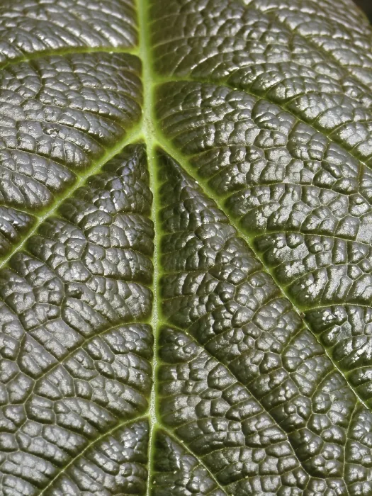 Framed Print : Leaf Detail Print from Nature Framed Print : Leaf Detail Print from Nature