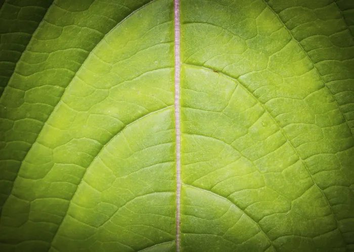 Framed Print : Leaf Background Print - Low Key Macro Framed Print : Leaf Background Print - Low Key Macro