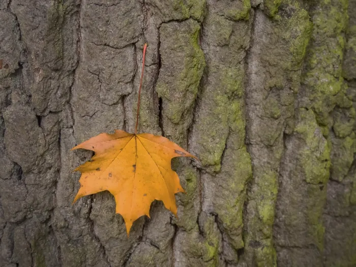 Framed Print : Autumn Leaf Print on Austrian Tree Bark Framed Print : Autumn Leaf Print on Austrian Tree Bark
