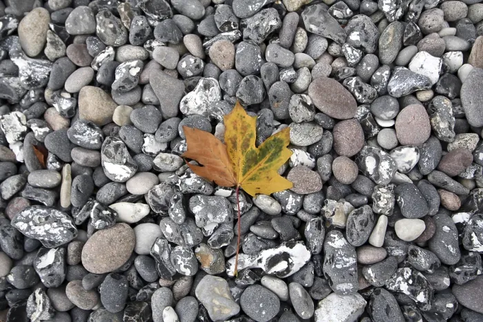 Framed Print : Leaf on the Beach Print Framed Print : Leaf on the Beach Print