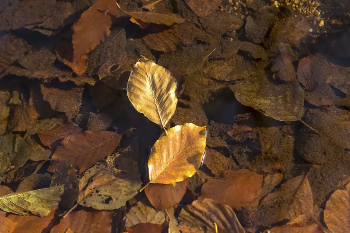 Framed Print : Leaf of a Common Beech on Water Print Framed Print : Leaf of a Common Beech on Water Print