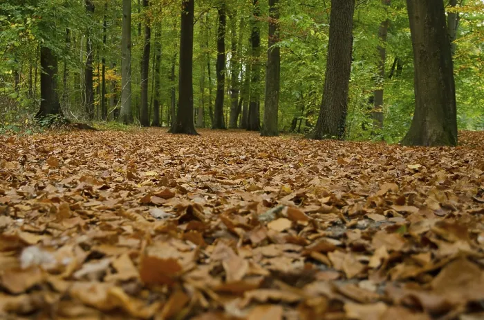 Framed Print : Autumn Forest Print: Leaf-covered Ground in Borken, Germany Framed Print : Autumn Forest Print: Leaf-covered Ground in Borken, Germany